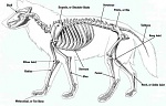 Clic en la imagen para ver su versión completa. 

Nombre: Wolf skeleton.jpg 
Visitas: 1507 
Tamaño: 27.6 KB 
ID: 210951