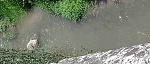 Clic en la imagen para ver su versión completa. 

Nombre: agua turbia.jpg 
Visitas: 720 
Tamaño: 675.1 KB 
ID: 217230