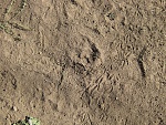 Clic en la imagen para ver su versión completa. 

Nombre: Ground (2).JPG 
Visitas: 242 
Tamaño: 4.42 MB 
ID: 217314