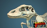 Clic en la imagen para ver su versión completa. 

Nombre: Komodo-Finished4-Logo.jpg 
Visitas: 1303 
Tamaño: 1.01 MB 
ID: 217852