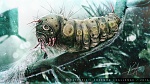 Clic en la imagen para ver su versión completa. 

Nombre: caterpie.jpg 
Visitas: 936 
Tamaño: 7.97 MB 
ID: 219257
