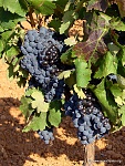 Clic en la imagen para ver su versión completa. 

Nombre: uvas-7.jpg 
Visitas: 1565 
Tamaño: 376.9 KB 
ID: 220713