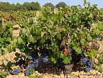 Clic en la imagen para ver su versión completa. 

Nombre: uvas-8.jpg 
Visitas: 2504 
Tamaño: 420.7 KB 
ID: 220714