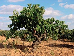 Clic en la imagen para ver su versión completa. 

Nombre: vitis.jpg 
Visitas: 274 
Tamaño: 178.8 KB 
ID: 220716