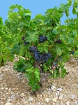 Clic en la imagen para ver su versión completa. 

Nombre: Vitis_vinifera_001.jpg 
Visitas: 2887 
Tamaño: 2.48 MB 
ID: 220717