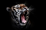 Clic en la imagen para ver su versión completa. 

Nombre: portrait-tigre-tacheté-animal-sauvage-prédateur-sur-fond-noir-images-photos-gratuites-1560x1045.jpg 
Visitas: 261 
Tamaño: 164.4 KB 
ID: 223356