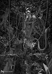 Clic en la imagen para ver su versión completa. 

Nombre: jungle_ao_180112223310.jpg 
Visitas: 236 
Tamaño: 651.8 KB 
ID: 225642