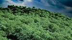 Clic en la imagen para ver su versión completa. 

Nombre: forest7.jpg 
Visitas: 184 
Tamaño: 2.74 MB 
ID: 227116