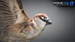 Clic en la imagen para ver su versión completa. 

Nombre: Sparrow-02.jpg 
Visitas: 234 
Tamaño: 1.16 MB 
ID: 227857