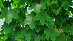 Clic en la imagen para ver su versión completa. 

Nombre: Ivy Maya VRay Final MayaTubers leaf green.jpg 
Visitas: 453 
Tamaño: 2.03 MB 
ID: 232605