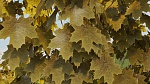 Clic en la imagen para ver su versión completa. 

Nombre: Ivy Maya VRay Final MayaTubers leaf yellow.jpg 
Visitas: 221 
Tamaño: 1.86 MB 
ID: 232606