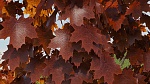 Clic en la imagen para ver su versión completa. 

Nombre: Ivy Maya VRay Final MayaTubers leaf red.jpg 
Visitas: 318 
Tamaño: 1.85 MB 
ID: 232607