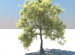 Clic en la imagen para ver su versión completa. 

Nombre: Tree.jpg 
Visitas: 71 
Tamaño: 289.4 KB 
ID: 233369