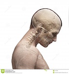 Clic en la imagen para ver su versión completa. 

Nombre: guy-bending-his-neck-d-rendered-illustration-34775951.jpg 
Visitas: 82 
Tamaño: 117.9 KB 
ID: 236980