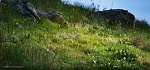 Clic en la imagen para ver su versión completa. 

Nombre: Césped procedural con Megascans SpeedTree y Unreal Engine 4.jpg 
Visitas: 173 
Tamaño: 132.8 KB 
ID: 240472