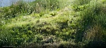 Clic en la imagen para ver su versión completa. 

Nombre: Flujo de trabajo de Megascans a SpeedTree.jpg 
Visitas: 125 
Tamaño: 135.0 KB 
ID: 240486