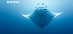Clic en la imagen para ver su versión completa. 

Nombre: Experiencia virtual oceánica con Smithsonian Adobe e hydrorus.jpg 
Visitas: 408 
Tamaño: 66.5 KB 
ID: 240849
