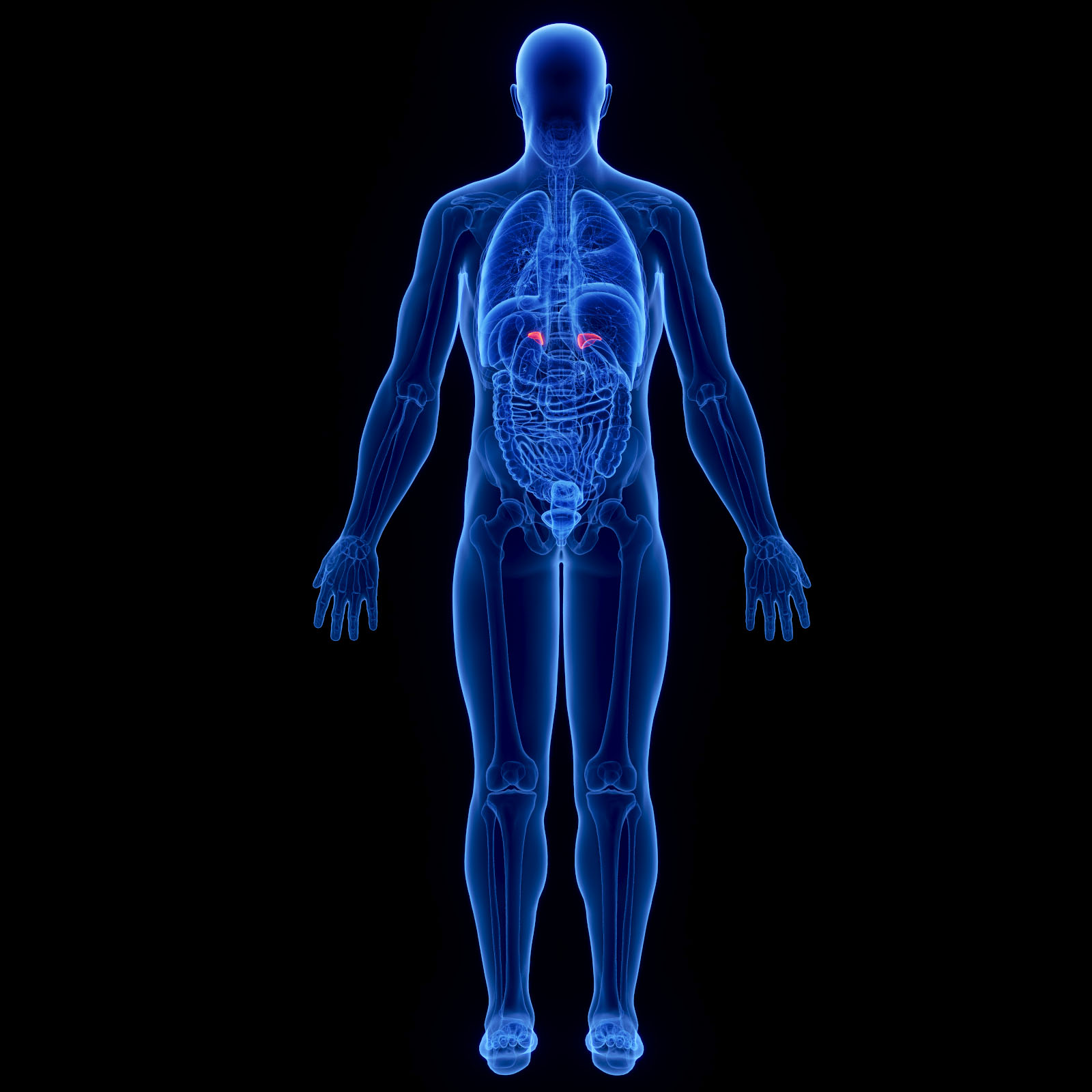 Clic en la imagen para ver su versión completa. 

Nombre: 280_SFI_organs_xray_adrenal_glands0000.jpg 
Visitas: 291 
Tamaño: 206.6 KB 
ID: 246943