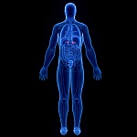 Clic en la imagen para ver su versión completa.&nbsp;

Nombre: 280_SFI_organs_xray_adrenal_glands0000.jpg&nbsp;
Visitas: 410&nbsp;
Tamaño: 206.6 KB&nbsp;
ID: 246943