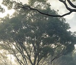 Clic en la imagen para ver su versión completa. 

Nombre: bosque.jpg 
Visitas: 258 
Tamaño: 38.0 KB 
ID: 249429