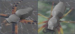 Clic en la imagen para ver su versión completa. 

Nombre: bananaspider_modeling_01.jpg 
Visitas: 4004 
Tamaño: 128.9 KB 
ID: 97494